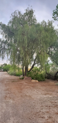 shoestring acacia (Acacia stenophylla)