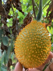 Momordica cochinchinensis