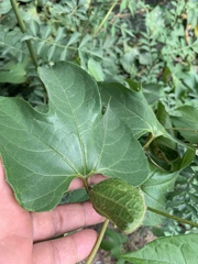 Momordica cochinchinensis