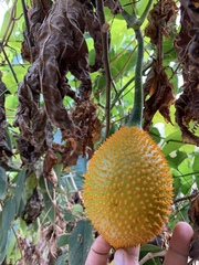 Momordica cochinchinensis