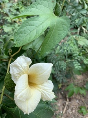 Momordica cochinchinensis