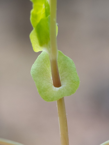 Mile-A-Minute Weed (Persicaria perfoliata)