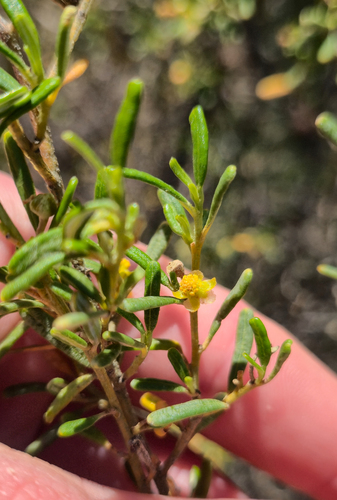 pale turpentine bush (Beyeria leschenaultii)