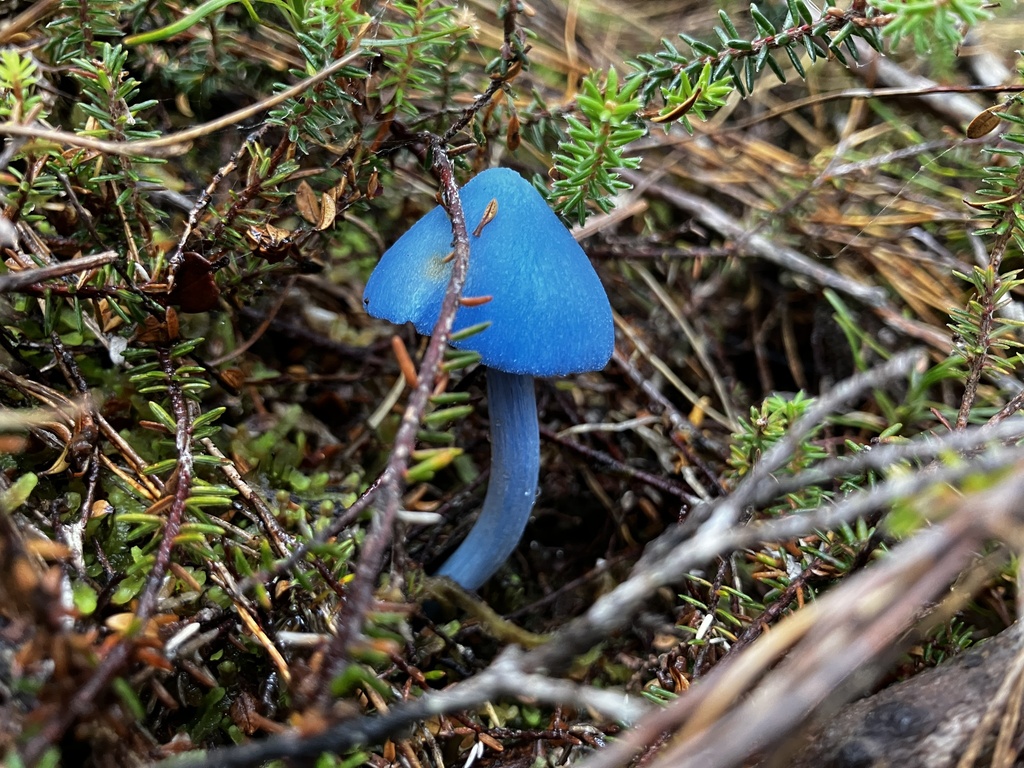 Entoloma hochstetteri · April 2026 · photo: © mikoikoi (iNaturalist, cc0)