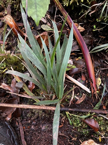 bush rice grass (Ehrharta diplax)