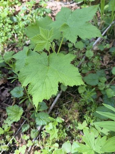 thimbleberry (Rubus parviflorus)
