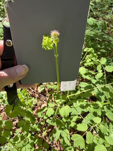 Western Meadow-rue (Thalictrum occidentale)