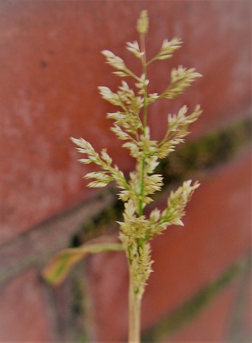 Polypogon viridis