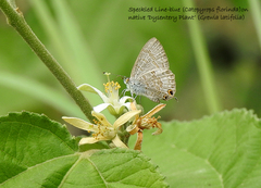 Catopyrops florinda