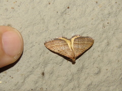 Mimoclystia pudicata