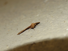 Mimoclystia pudicata