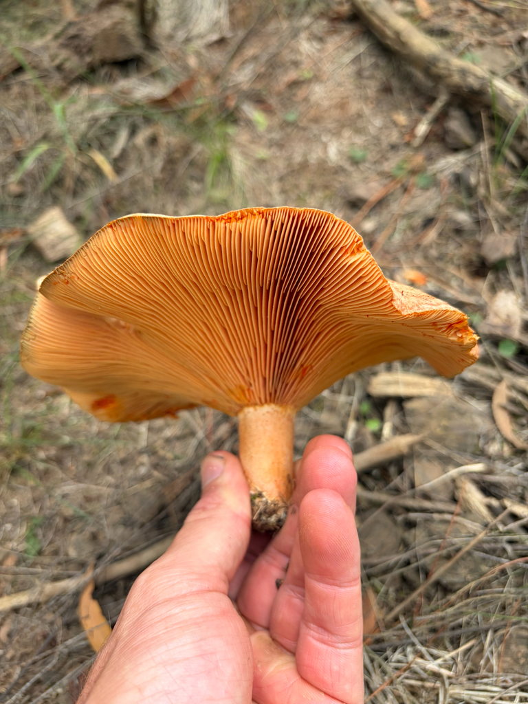 Lactarius deliciosus · April 2026 · photo: © lukas74 (iNaturalist, cc-by)