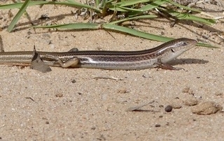 Short-Clawed Ctenotus photo 6