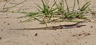 Short-Clawed Ctenotus photo 7