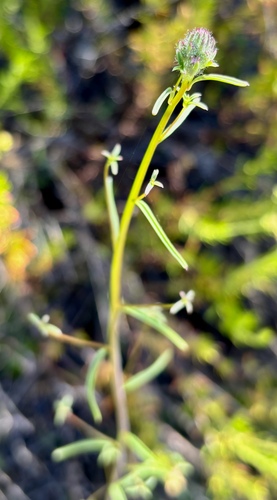 iNaturalist observation photo of Ball Gilia