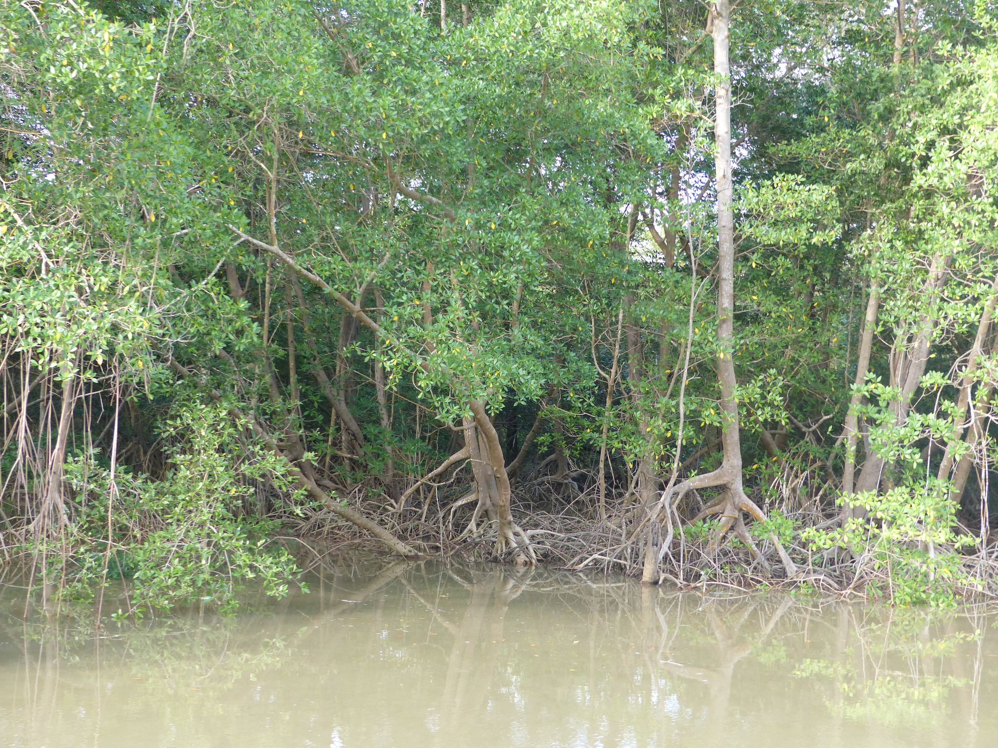 Rhizophora mangle