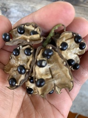 Fabaceae