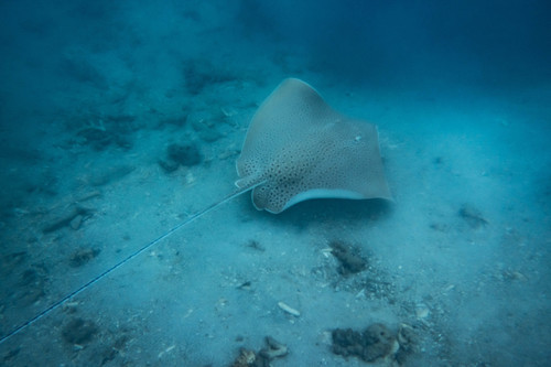 Blackspotted Whipray