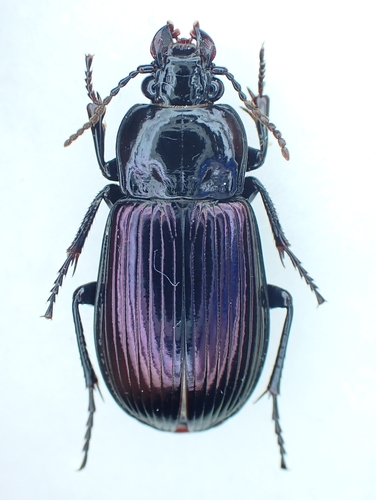 Myas coreanus