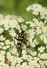 Leptura annularis