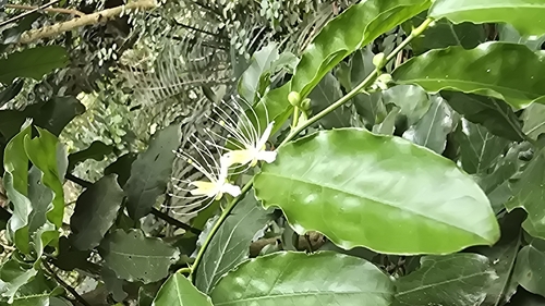 Capparis micracantha, photograph 6