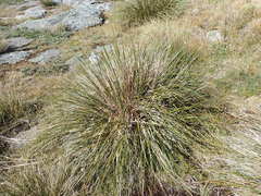 Chionochloa rigida rigida