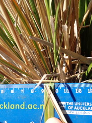 Chionochloa rigida rigida