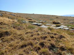 Chionochloa rigida rigida