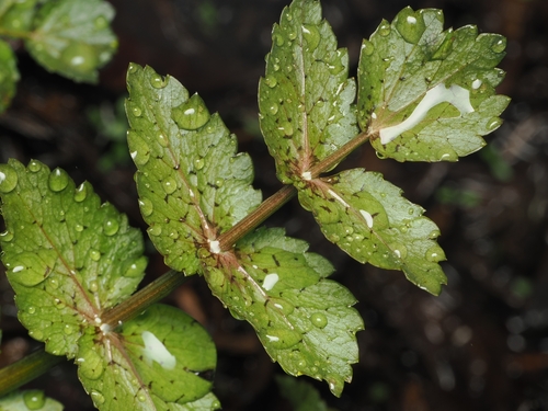 Fool's Watercress (Helosciadium nodiflorum)