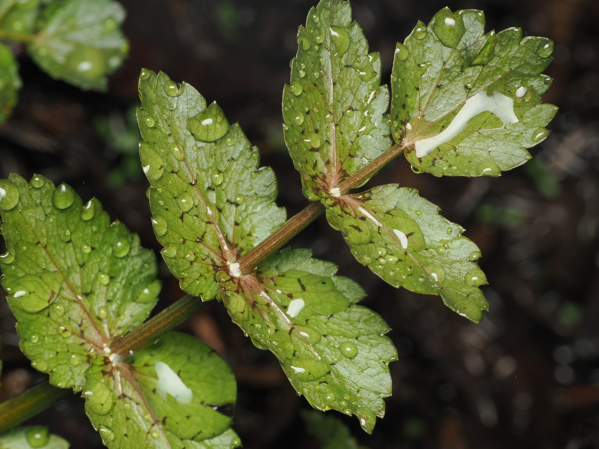 Fool's Watercress (Helosciadium nodiflorum)