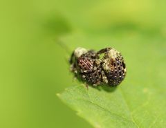 Cionus scrophulariae