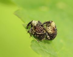 Cionus scrophulariae