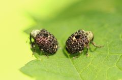 Cionus scrophulariae