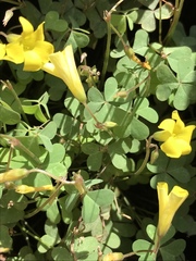 Oxalis copiosa