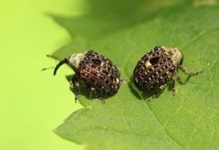 Cionus scrophulariae
