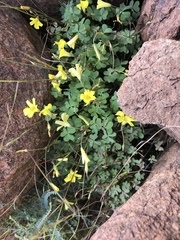 Oxalis copiosa