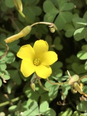 Oxalis copiosa