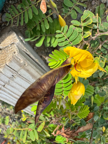 Jamaican broom (Chamaecrista glandulosa)