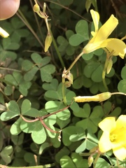 Oxalis copiosa