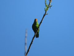 Loriculus beryllinus