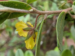 Hibbertia melhanioides