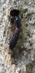 Colydium filiforme