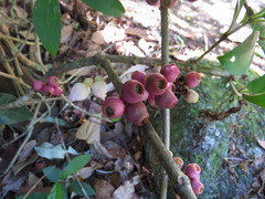 Medinilla balls-headleyi