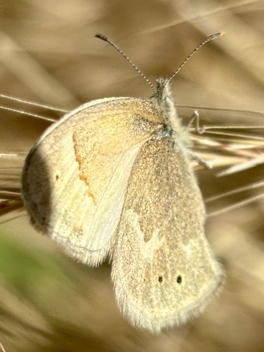 iNaturalist observation photo of Common Ringlet