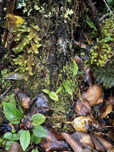 Odd Leaved Orchid (Aporostylis bifolia)