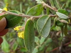 Hibbertia melhanioides