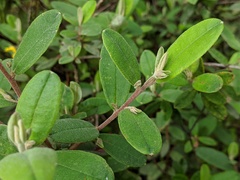 Hibbertia melhanioides