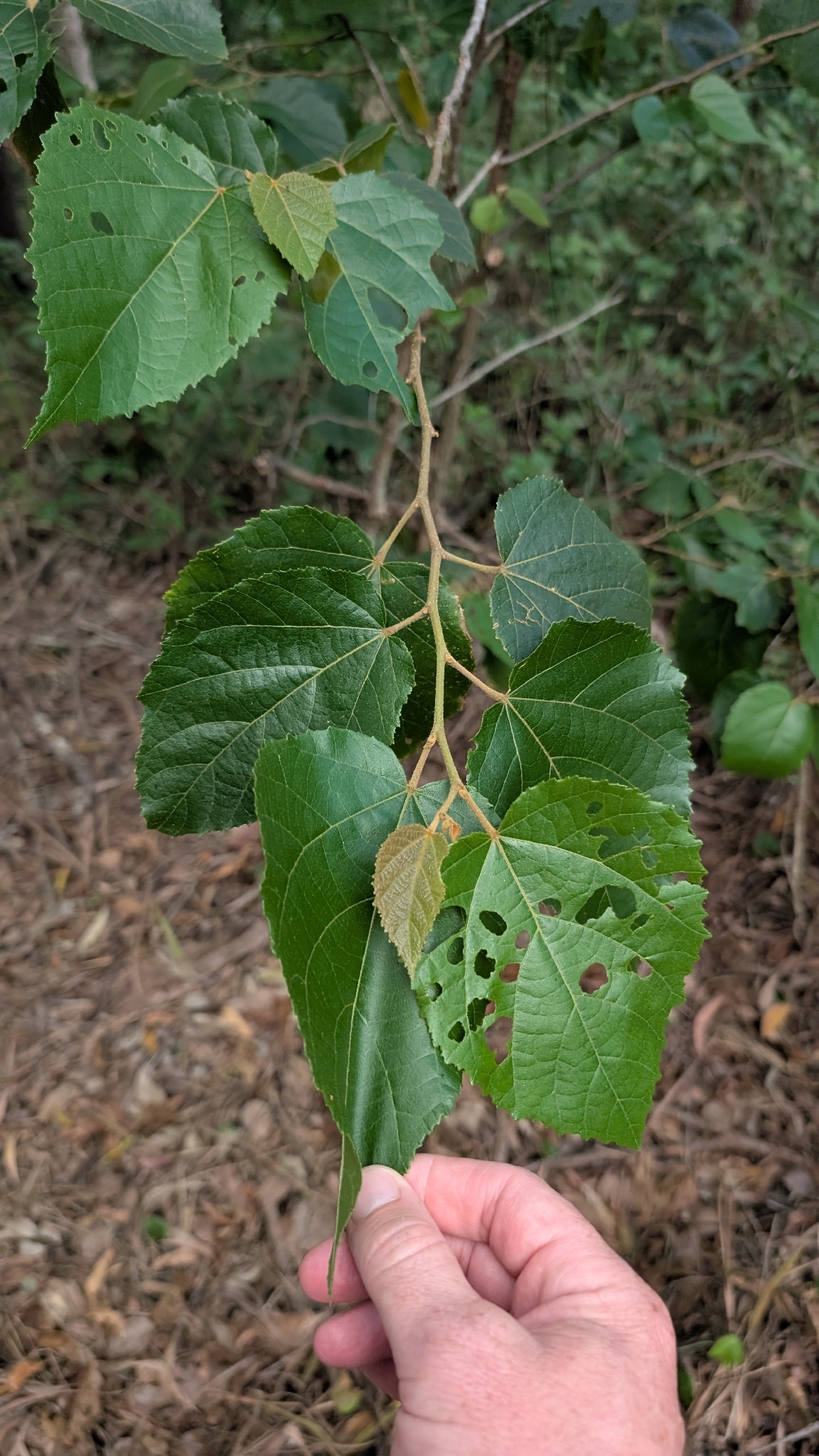 Brown Kurrajong (Commersonia bartramia)