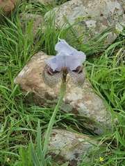 Iris hermona