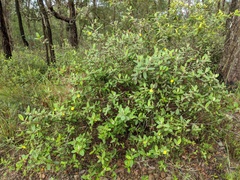 Hibbertia melhanioides
